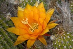 echinopsis hauscha thumbnail graphic